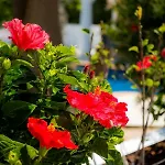 Casa Luisandra Boutique 4* Praia Da Luz