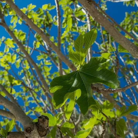 Casa Luisandra Boutique 4* Luz