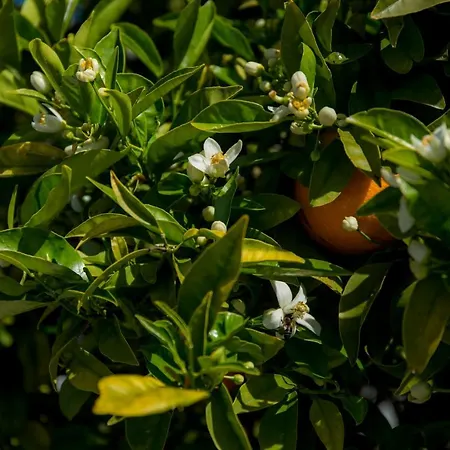 Casa Luisandra Boutique Luz