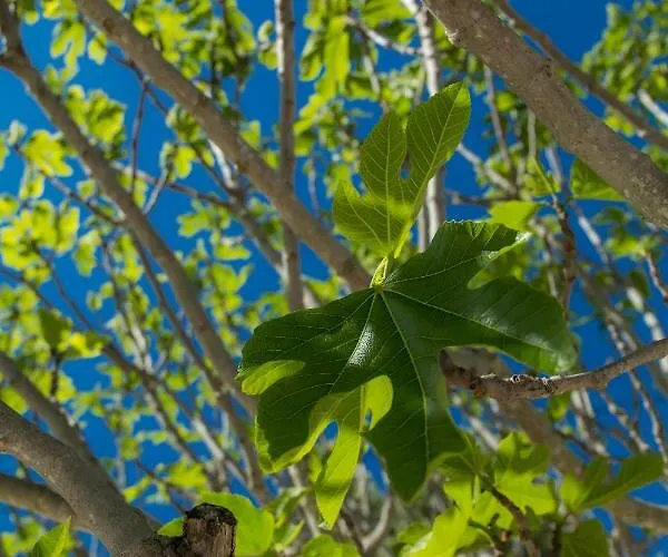 Casa Luisandra Boutique 4* Luz