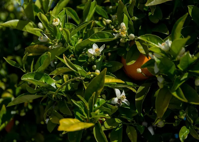 Casa Luisandra Boutique Luz